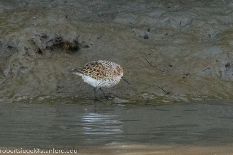 palo alto baylands